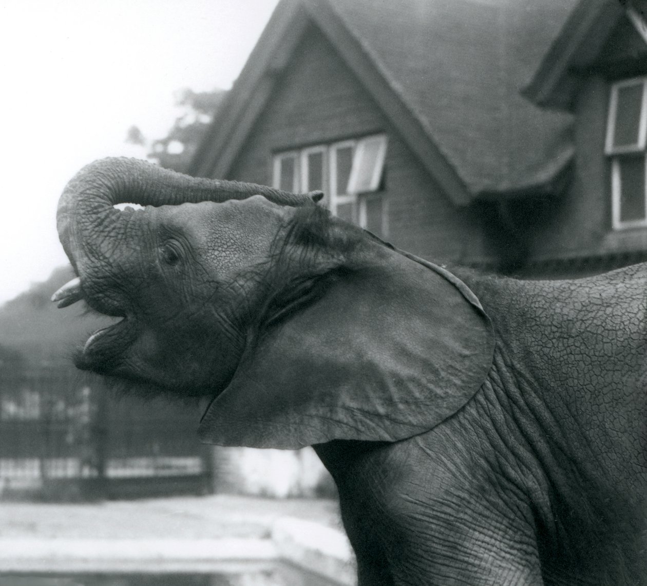 Young African Elephant with Its Trunk Raised on to Its Forehead, London Zoo, August 1925 by Frederick William Bond