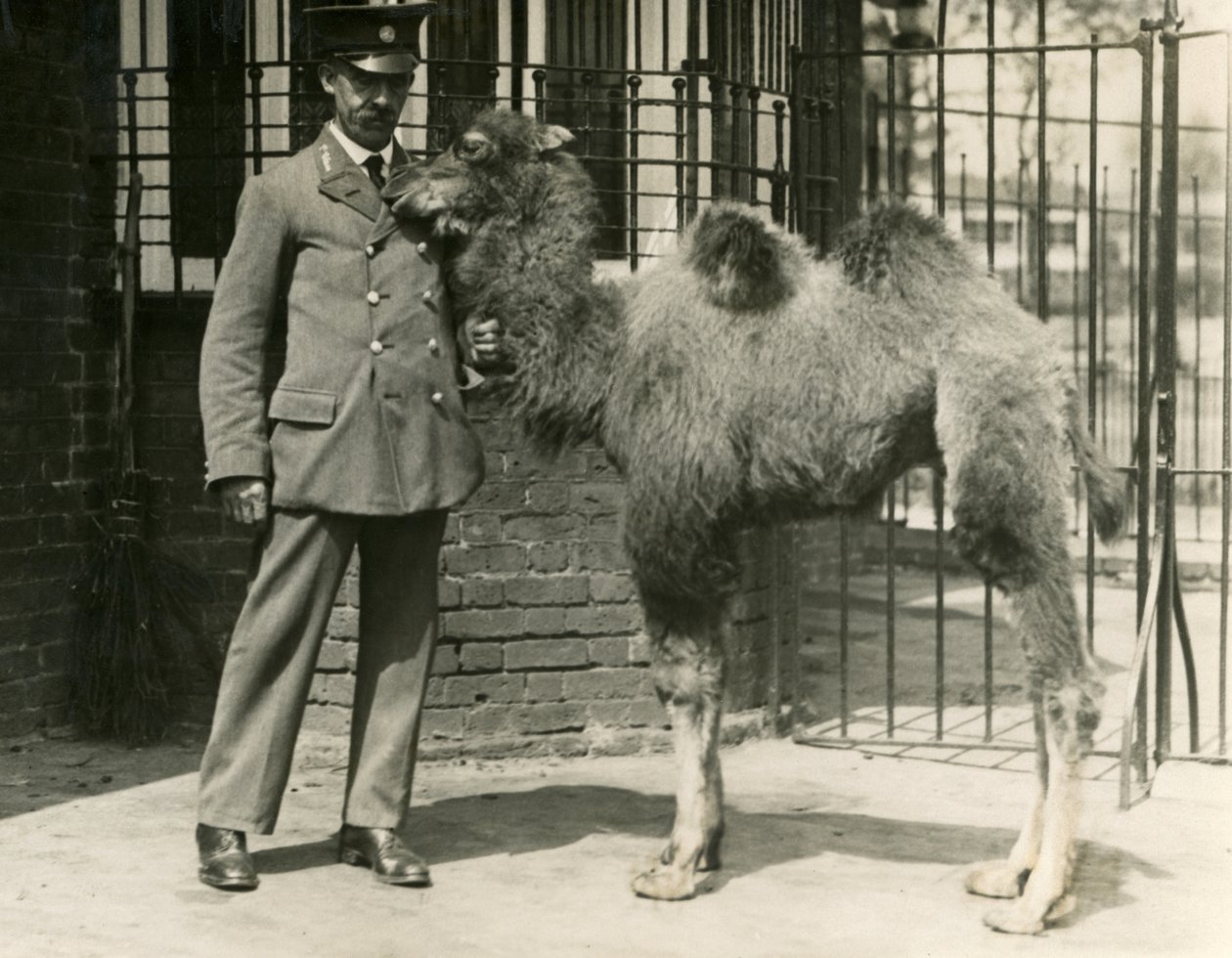 A young Bactrian Camel with its keeper, London Zoo by Frederick William Bond