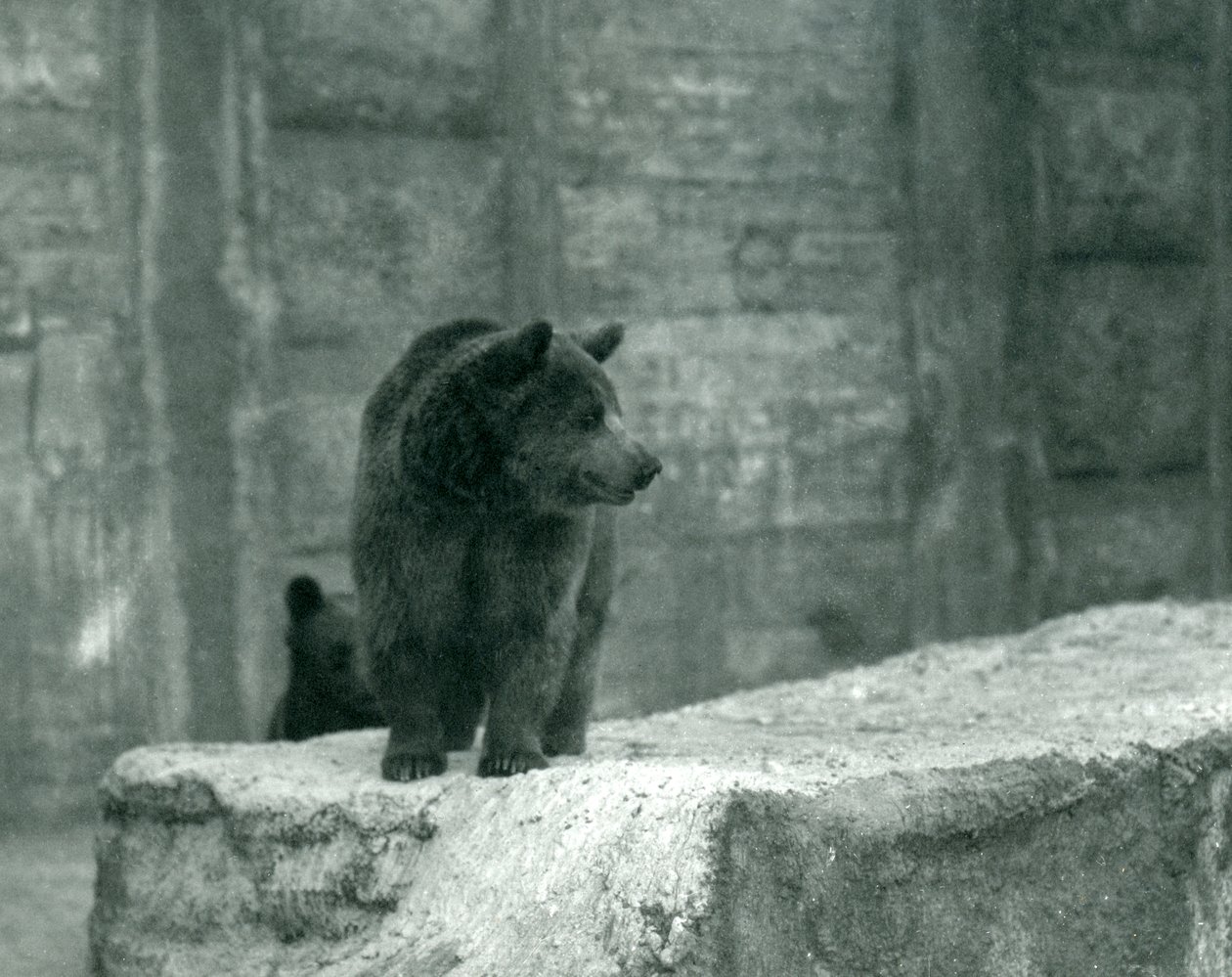 A young Brown Bear at London Zoo, June 1914 by Frederick William Bond