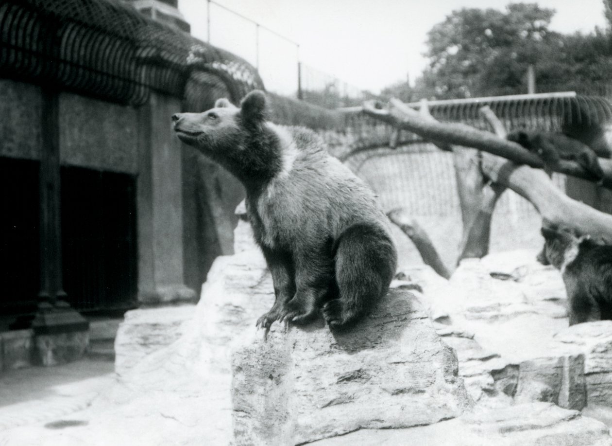A young Brown Bear sitting on a rock in the foreground with another walking behind, and third sleeping on a branch, London Zoo, August 1913 by Frederick William Bond