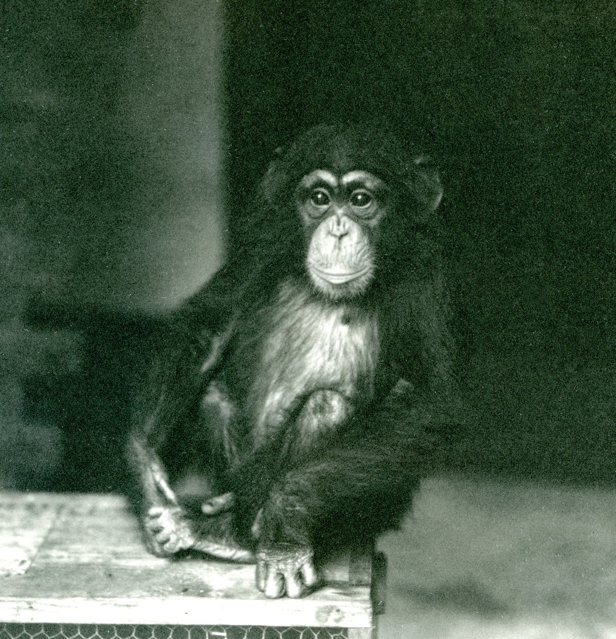 A Young Chimpanzee Sitting on a Wooden Crate at London Zoo in 1924 by Frederick William Bond