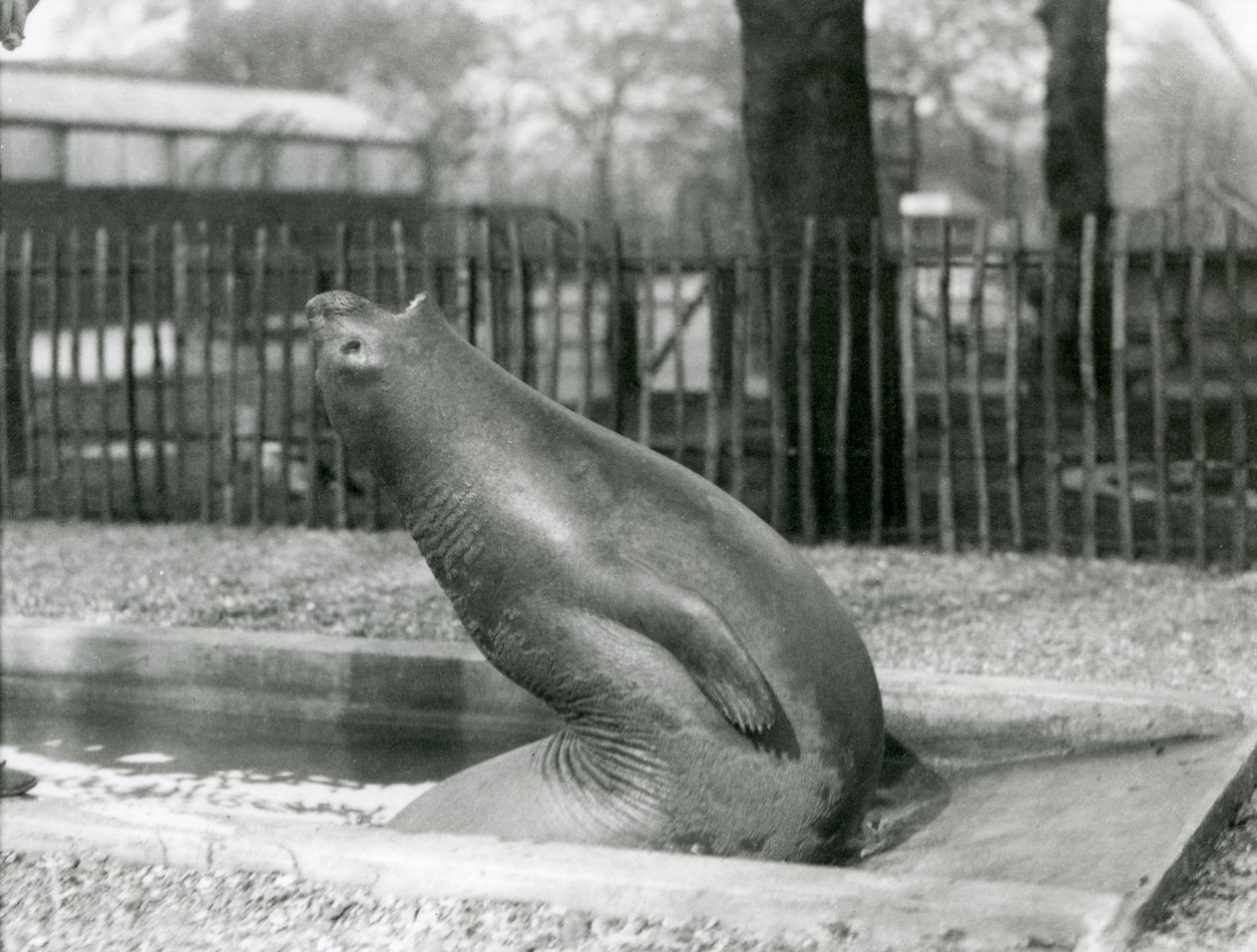 A young Elephant Seal reaching backwards, London Zoo by Frederick William Bond