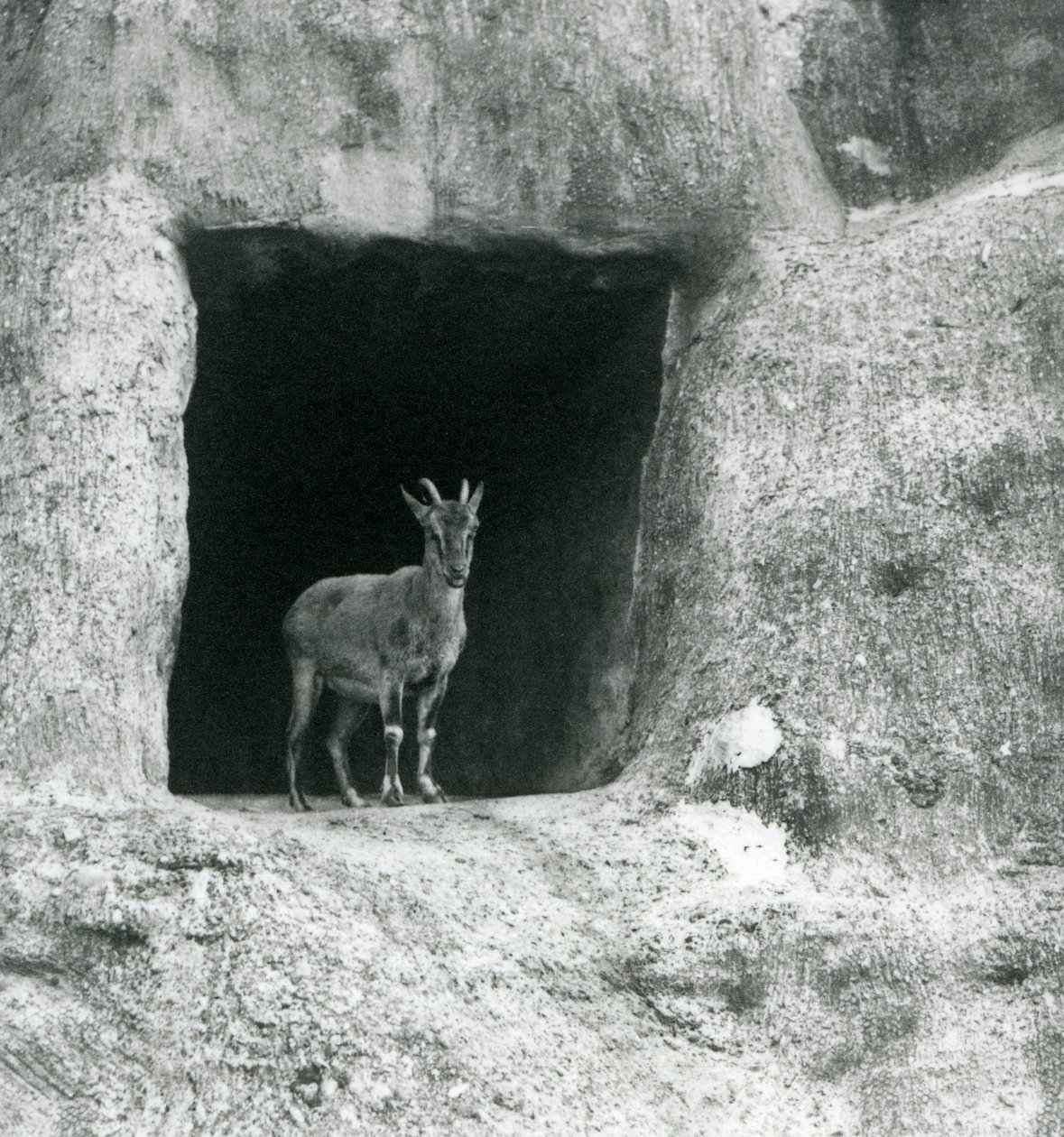 A Young Grecian Ibex Standing in the Entrance of a Cave in the Artificial Rocks of the Mappin Terraces, London Zoo (August 1927) by Frederick William Bond