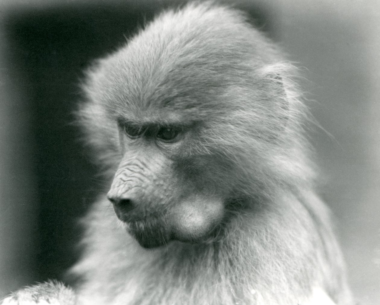 A young Sacred Baboon with its cheek pouch full, London Zoo, 1925 by Frederick William Bond