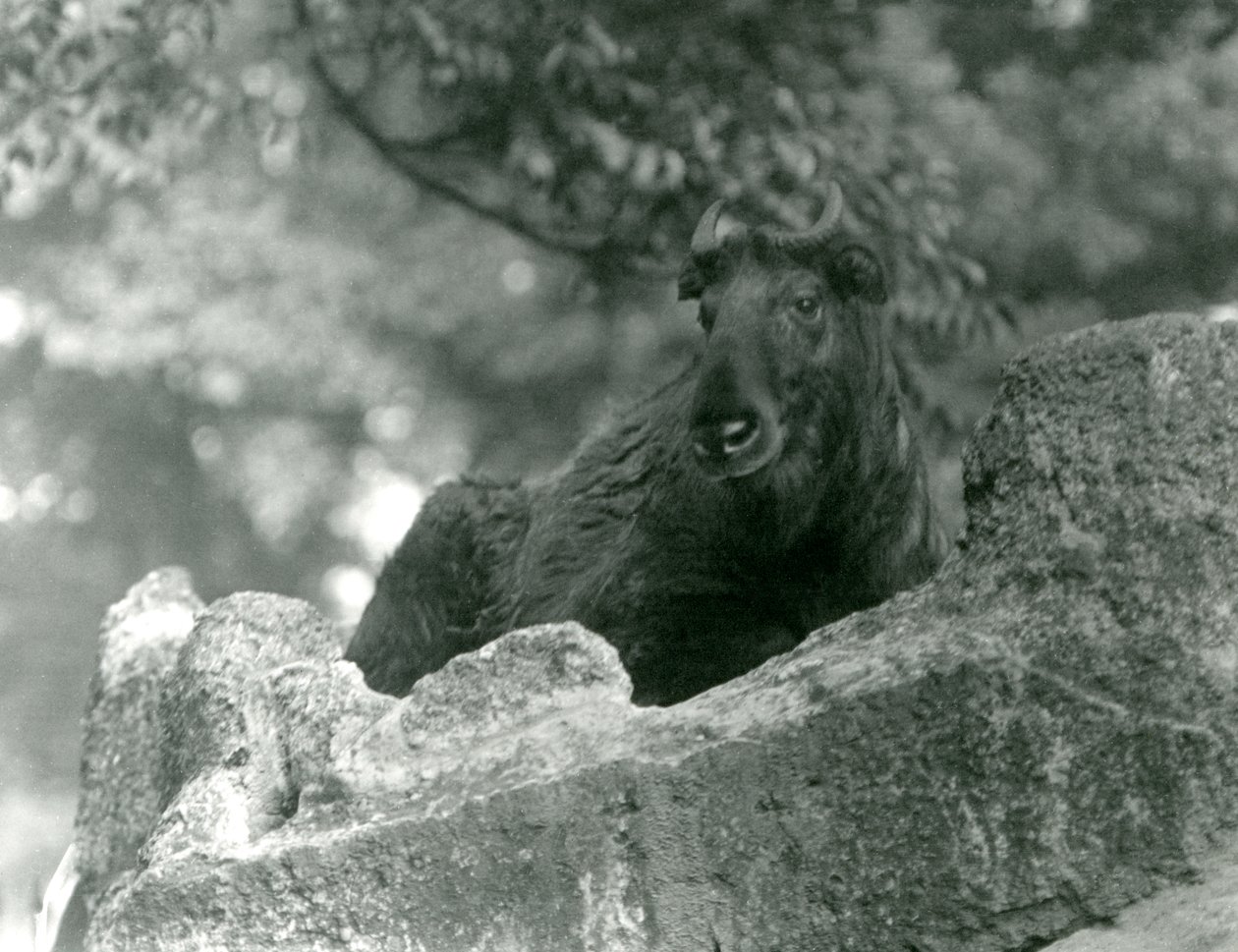 A young Takin resting on a rock, London Zoo, June 1924 by Frederick William Bond