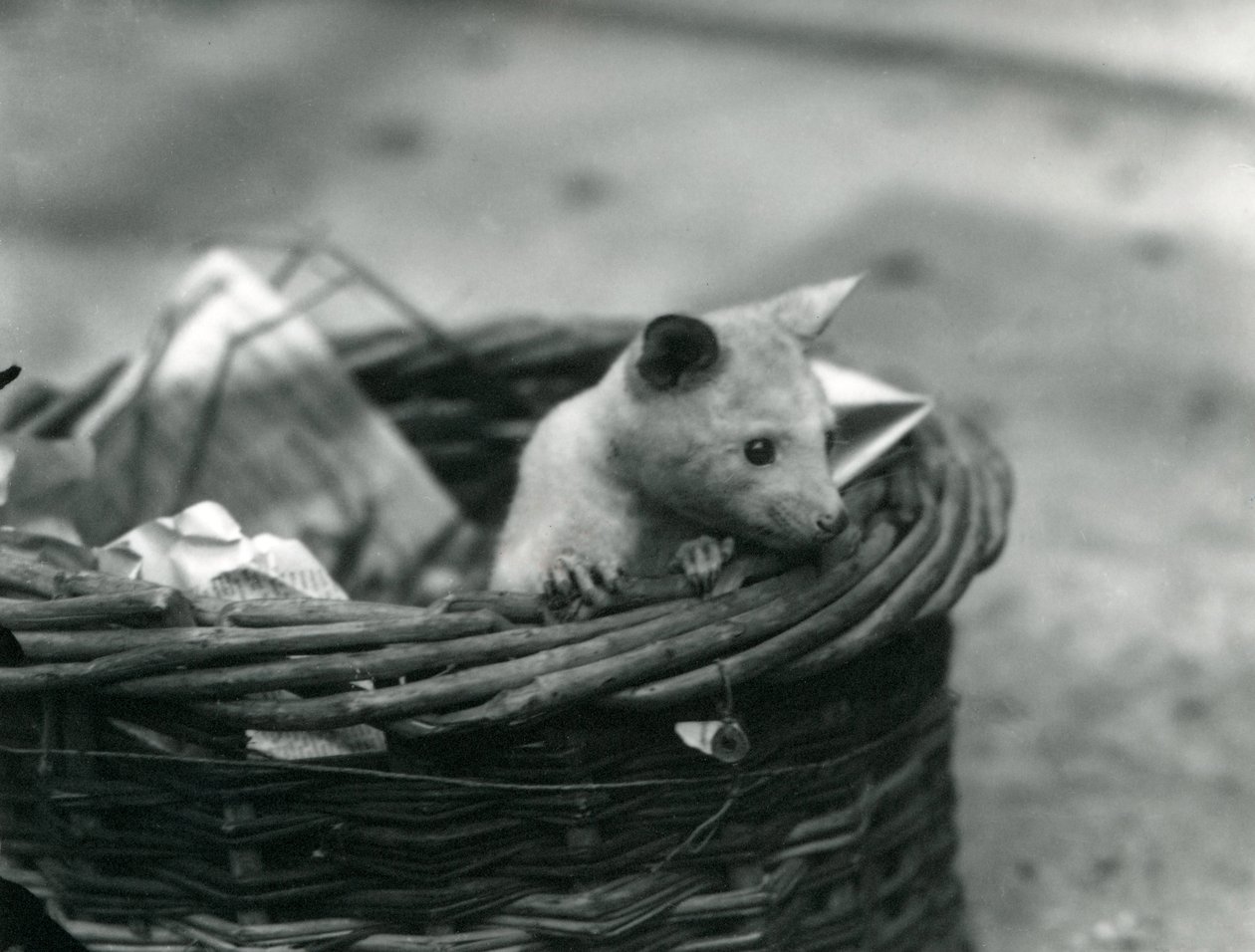 A Young Albino Opossum Peering Out of a Basket at London Zoo, October 1920 by Frederick William Bond