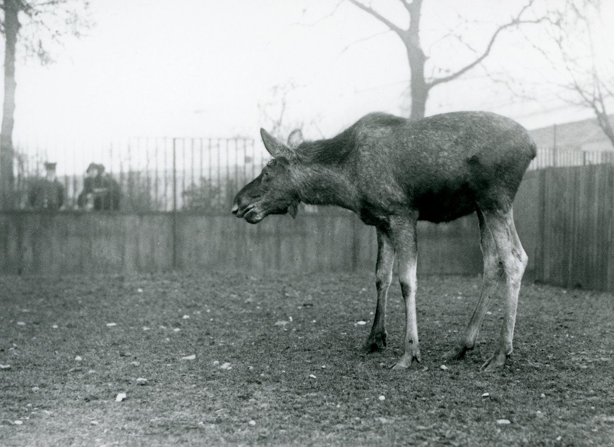 A Young Bull Elk/Moose, with Wounds of Recently Shed Antlers, Standing in His Paddock at London Zoo by Frederick William Bond