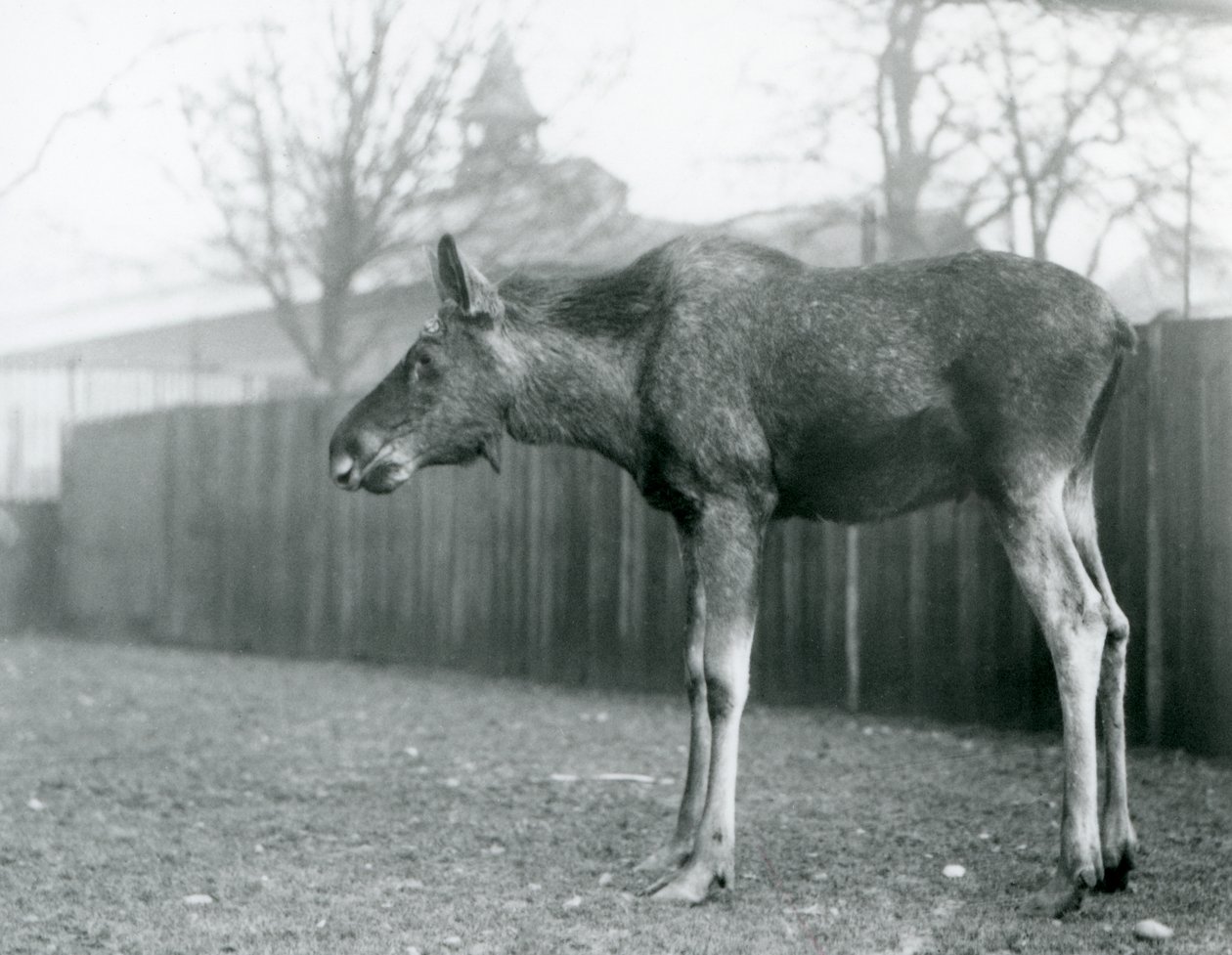 A young bull Elk with wounds of recently shed antlers, standing in his paddock at London Zoo by Frederick William Bond