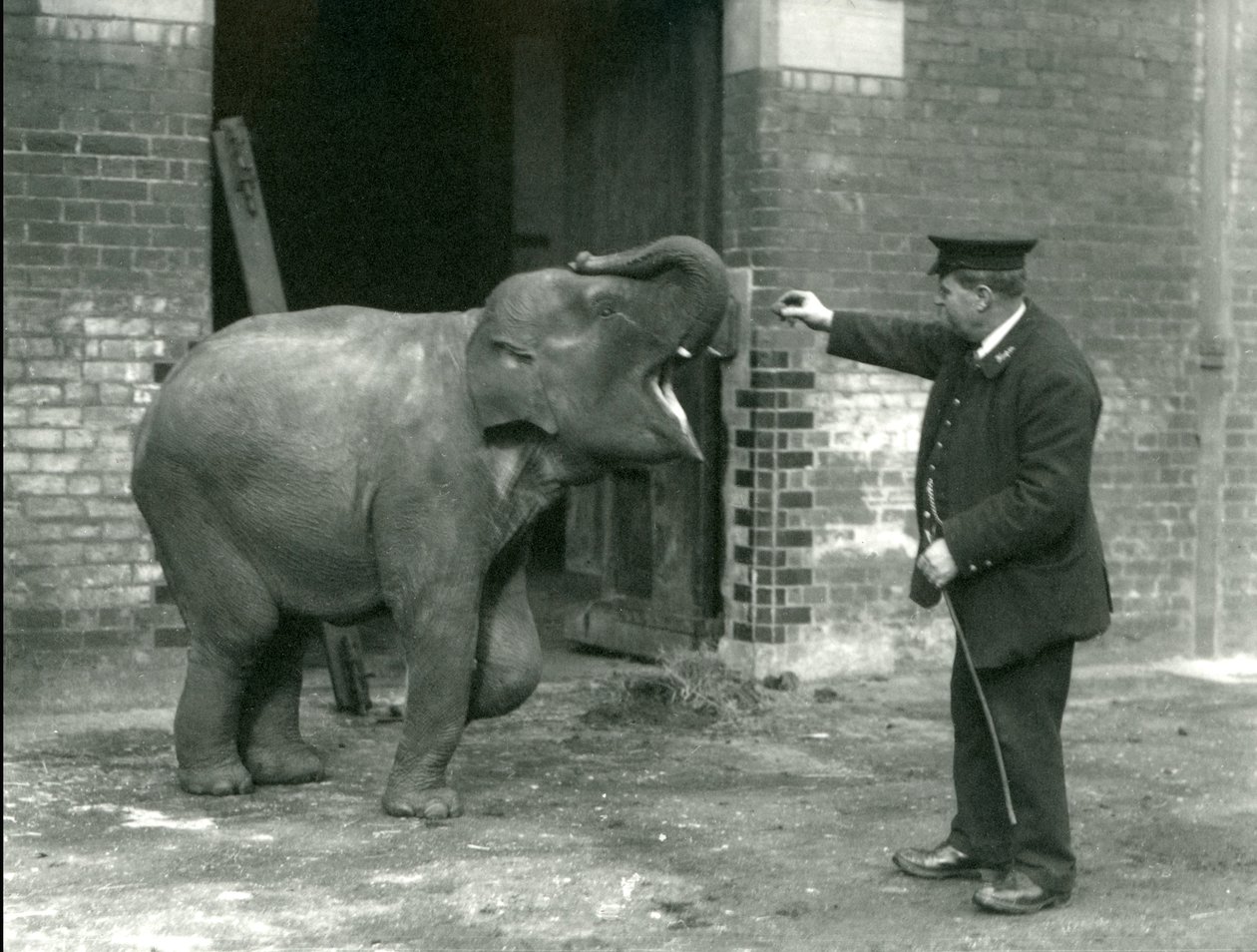 A Young Female Indian Elephant with Keeper H. Robertson, London Zoo by Frederick William Bond