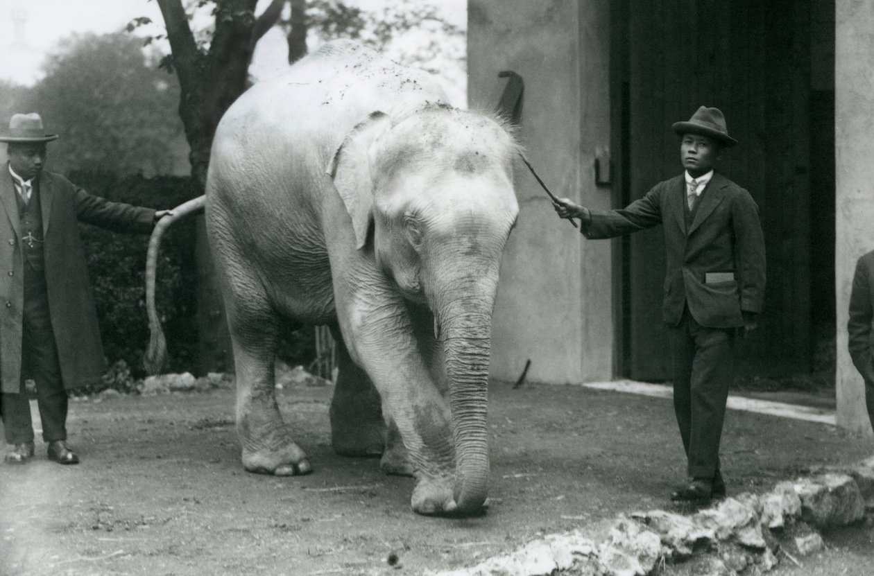 Albino White Burmese Elephant Pawah with attendants including Dr. Saw Po Min, London Zoo, May 1926 by Frederick William Bond