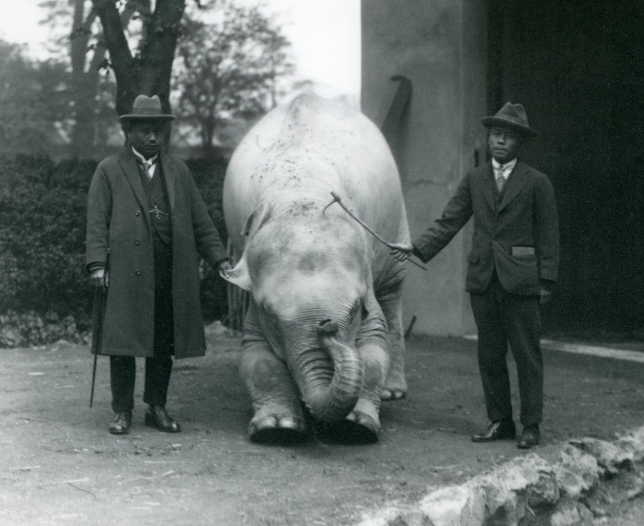 Albino White Elephant Pawah with Dr. Saw Po Min and Son, London Zoo, May 1926 by Frederick William Bond