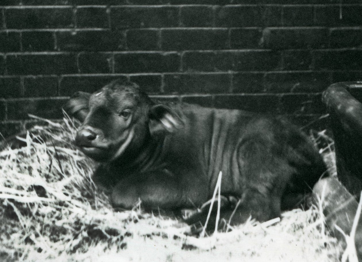 An African Cape Buffalo calf, born in the menagerie on the 8th February 1927, lying in straw, London Zoo, February 1927 by Frederick William Bond