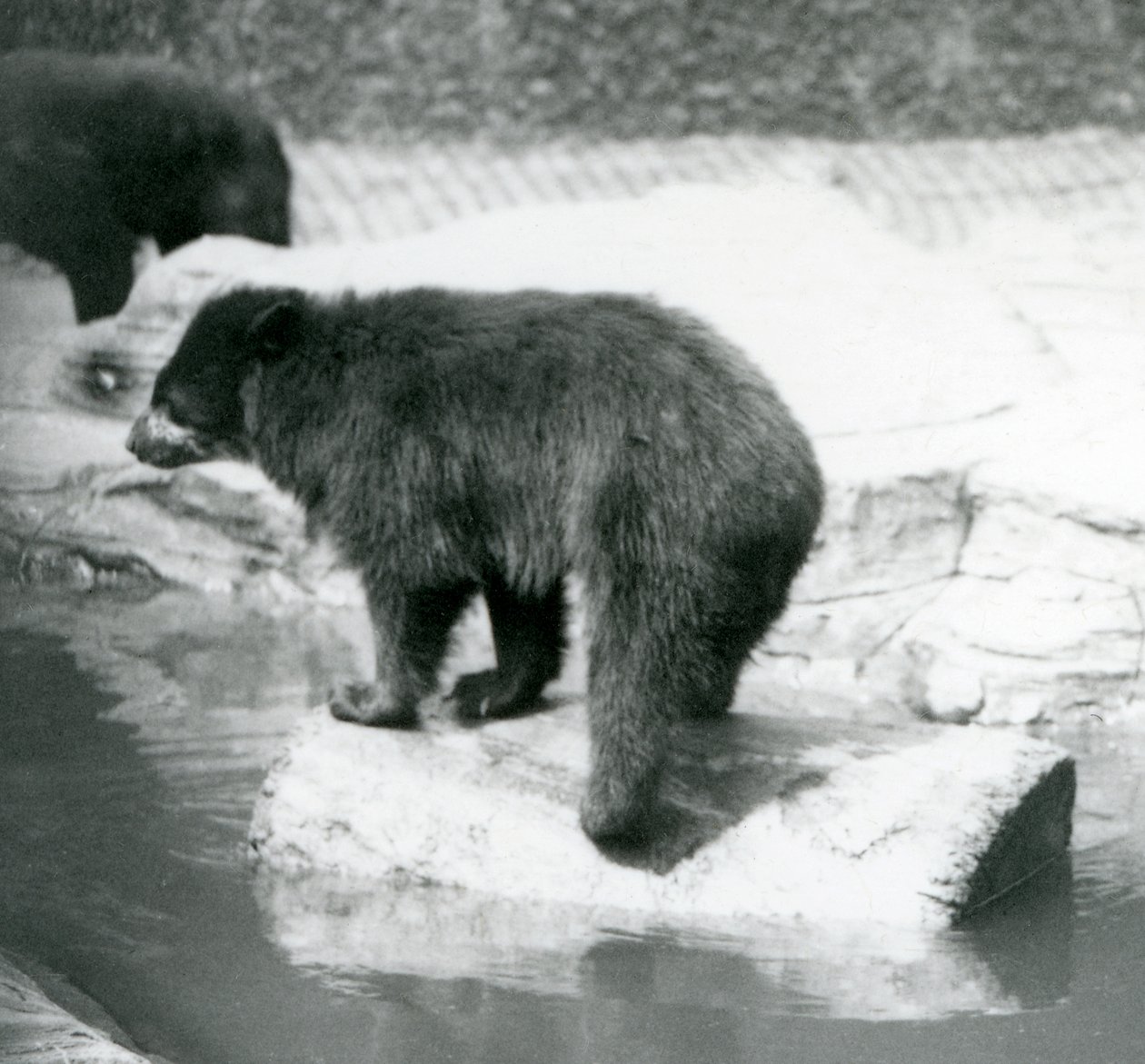 An Andean Spectacled Bear balancing on a log in a pool of water, London Zoo, June 1925 by Frederick William Bond