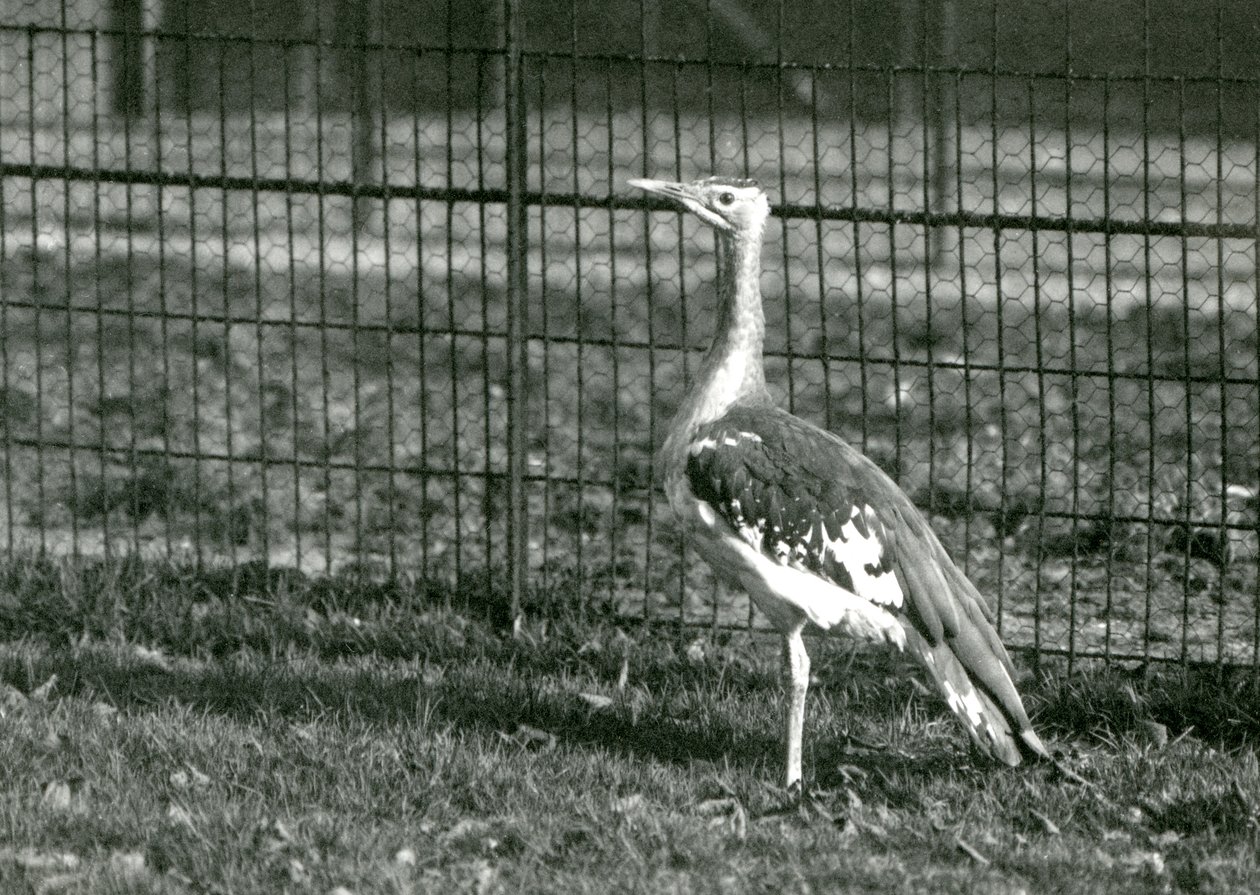 Arabian Bustard at London Zoo, 1924 by Frederick William Bond