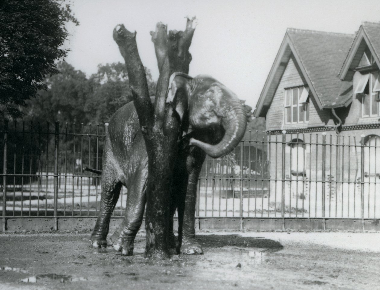 An Asian Elephant scratching behind its ear on the scratching post, in its enclosure, London Zoo by Frederick William Bond