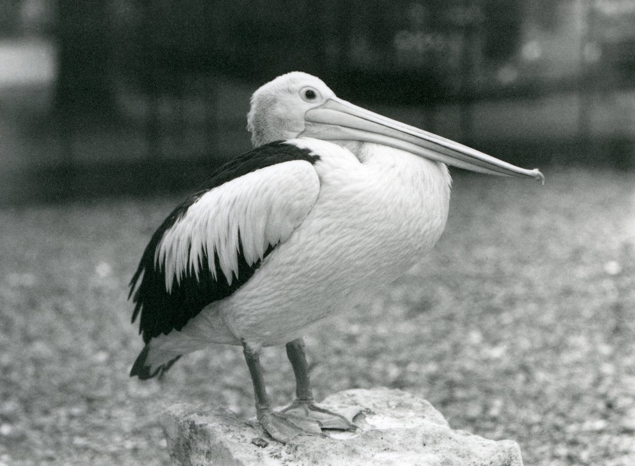 An Australian Pelican standing on a stone at London Zoo in 1929 by Frederick William Bond