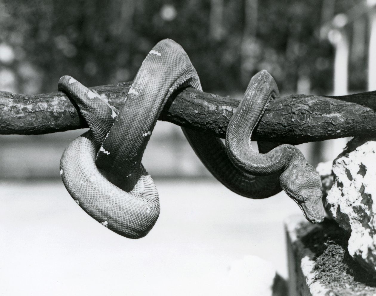 An Emerald Tree Boa with its body coiled along a horizontal branch, looking down towards the ground, London Zoo, October 1928 by Frederick William Bond