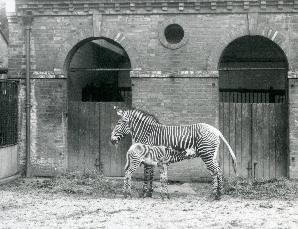 An Endangered Grevy