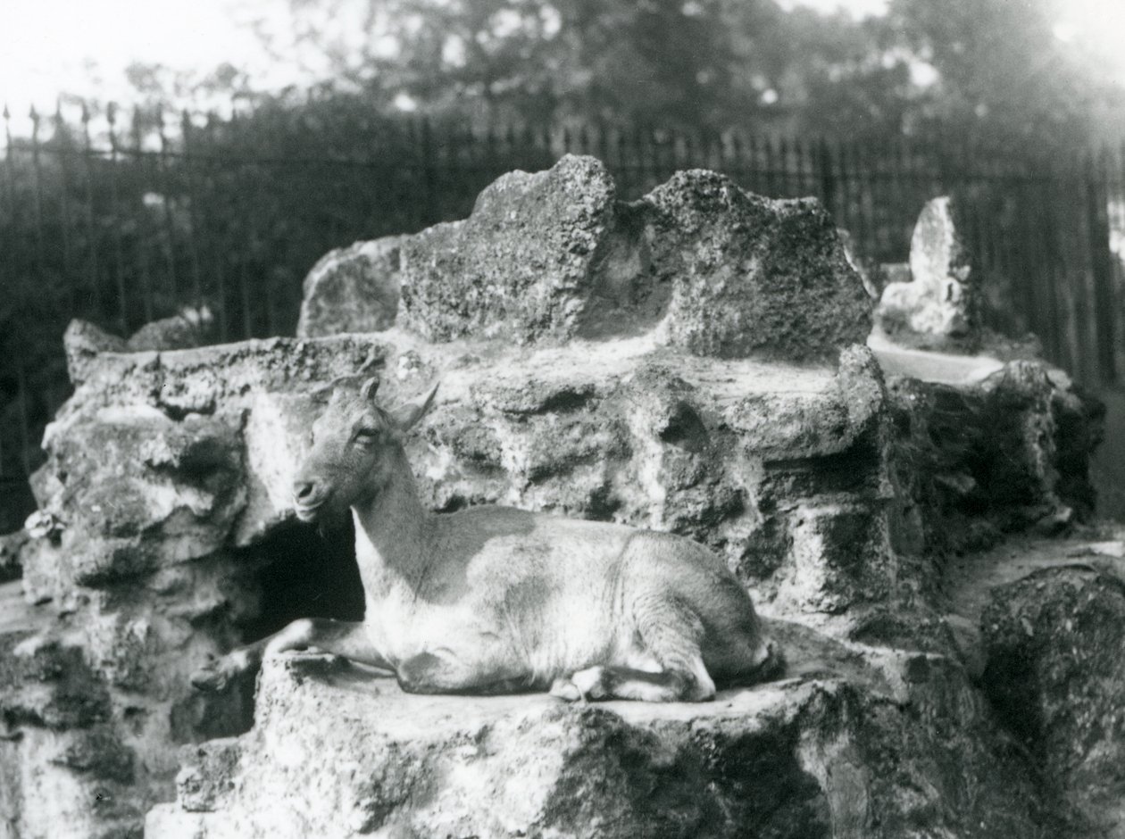 A Himalayan Ibex Resting on a Rock Ledge at London Zoo, August 1927 by Frederick William Bond