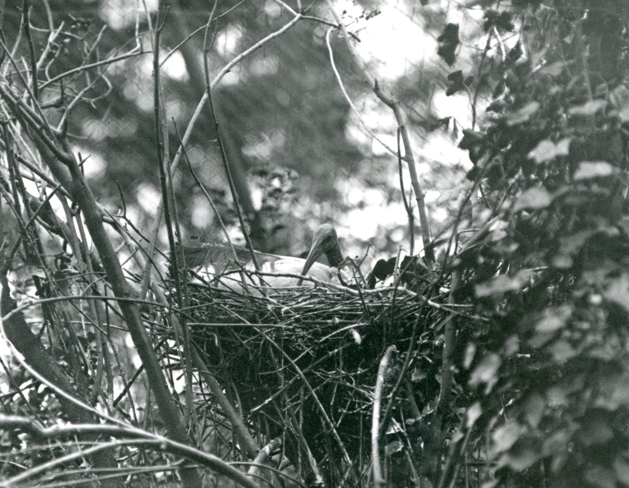 An Ibis sitting on its nest at London Zoo by Frederick William Bond