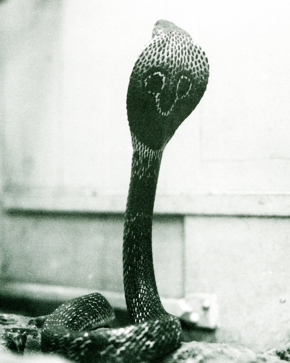 Indian Spectacled Asian Binocellate Cobra with Raised Head and Flared Hood, London Zoo, October 1925 by Frederick William Bond