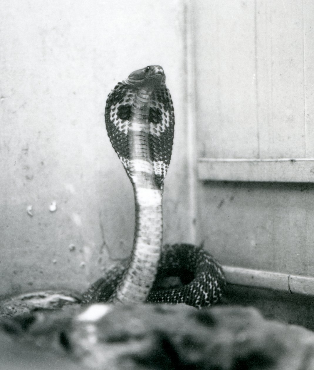 Indian Spectacled Asian Binocellate Cobra with Raised Head and Flared Hood, London Zoo, October 1925 by Frederick William Bond