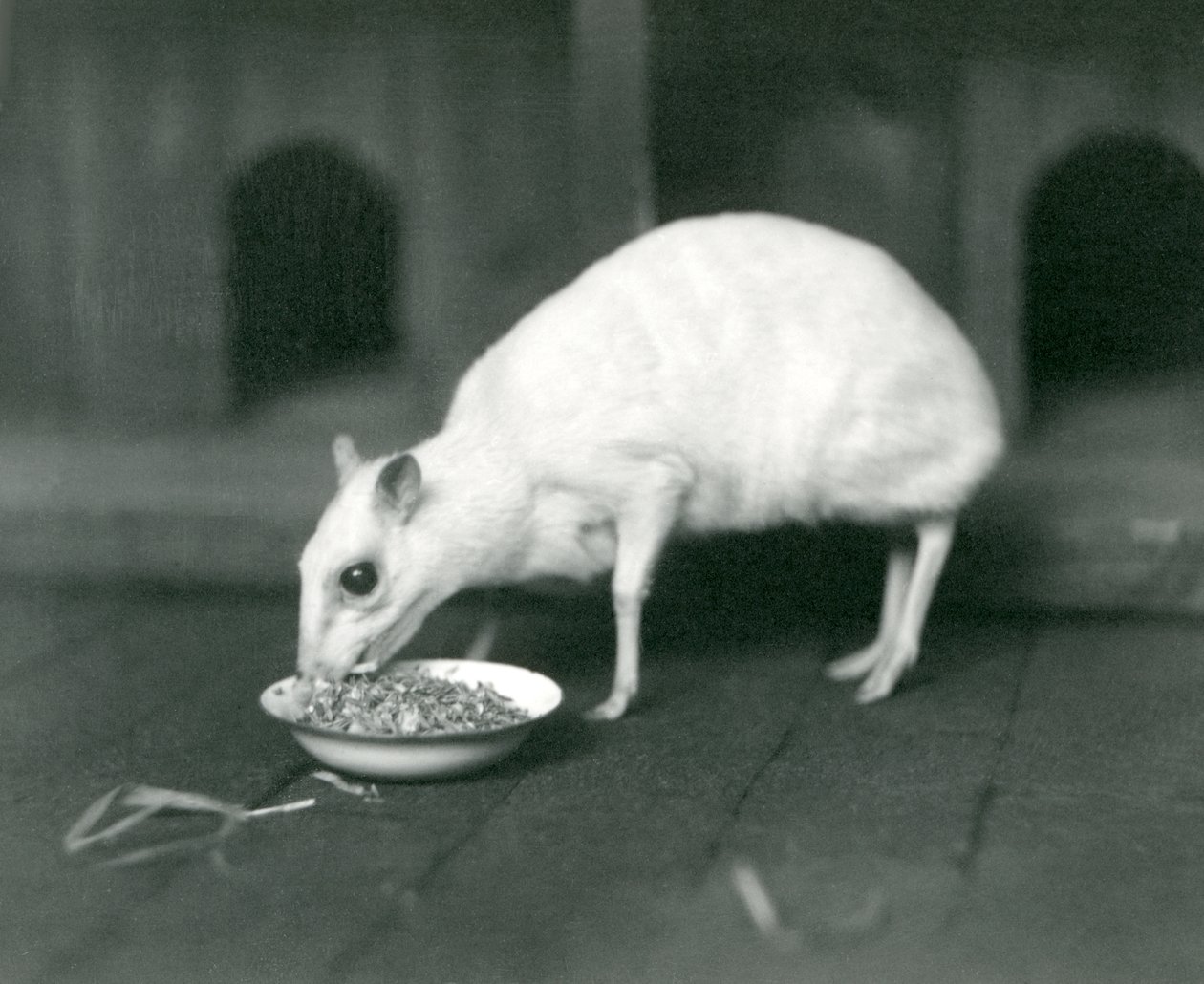 An Albino Javan Chevrotain (Java Mouse-Deer) Eating from a Bowl at London Zoo, 1926 by Frederick William Bond