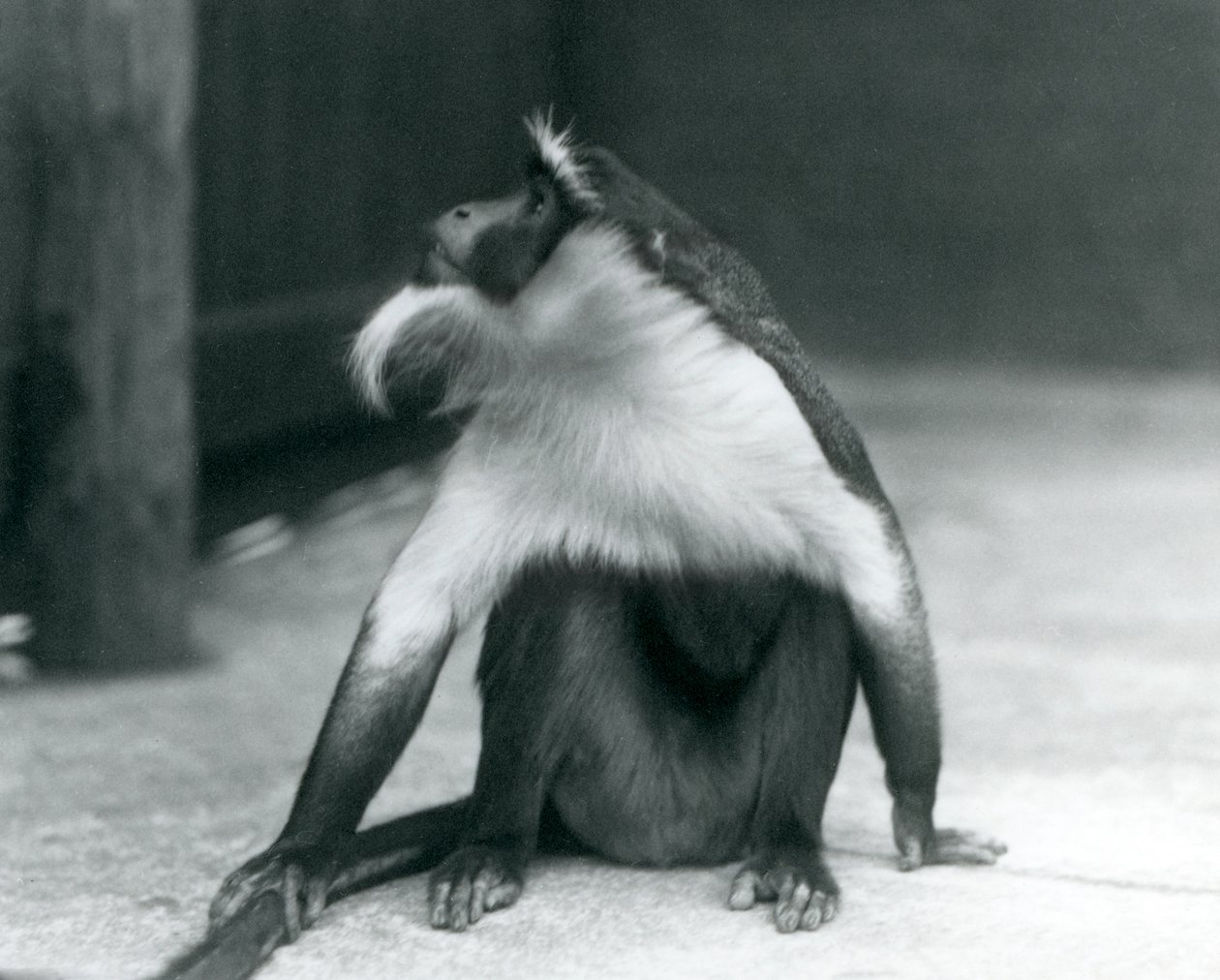 An Endangered Roloway Monkey Sitting on the Ground, Looking Upwards, While Holding Its Tail, London Zoo, 1927 by Frederick William Bond