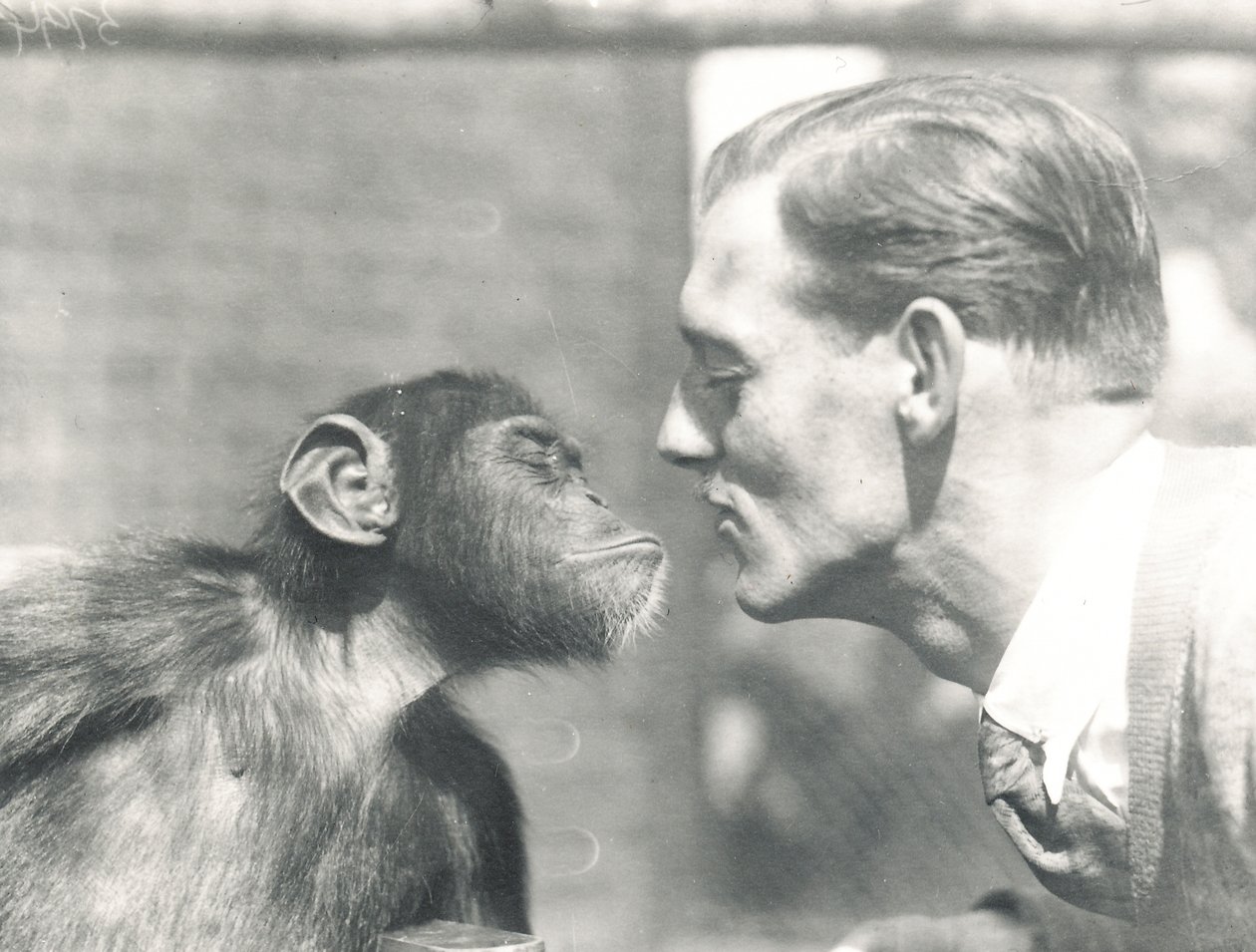 Booboo the Chimpanzee and John Shelly at ZSL London Zoo, September 1927 by Frederick William Bond