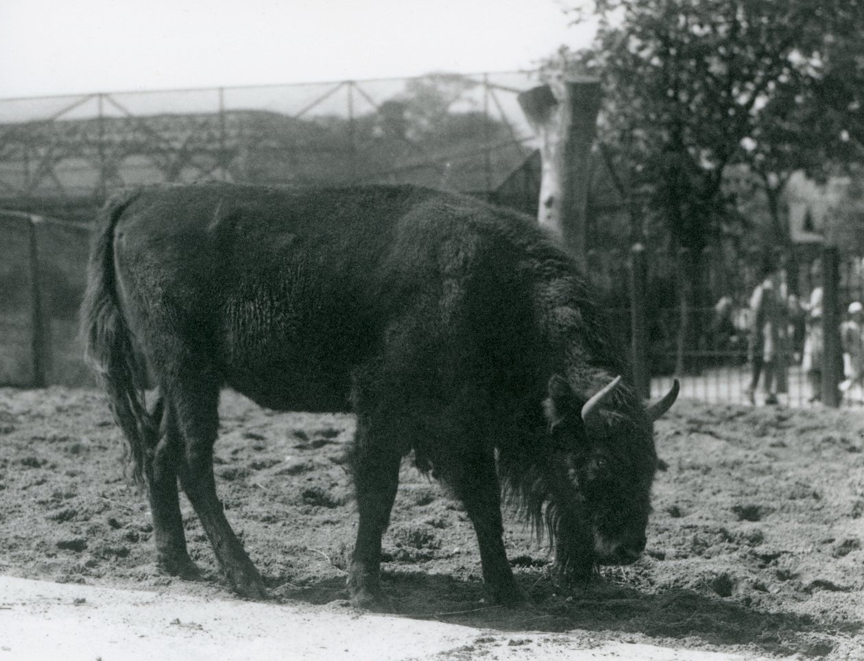 European Bison Julia eating the grass in her paddock, London Zoo, 12th August 1926 by Frederick William Bond