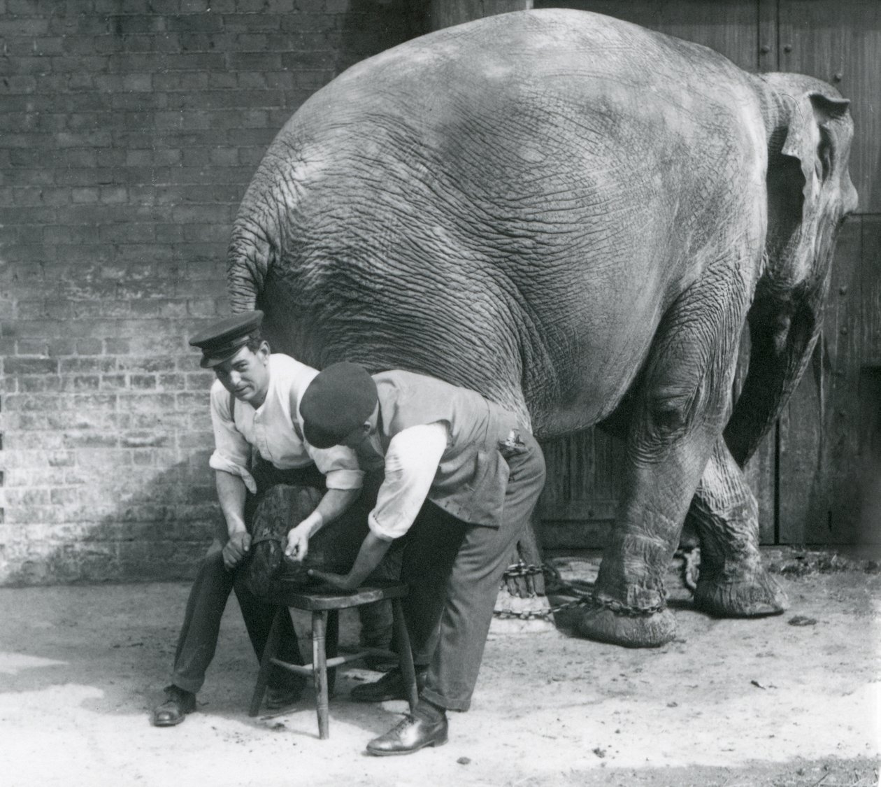 Female Asiatic Elephant Having Her Feet Trimmed by Her Keepers at London Zoo, August 1926 by Frederick William Bond