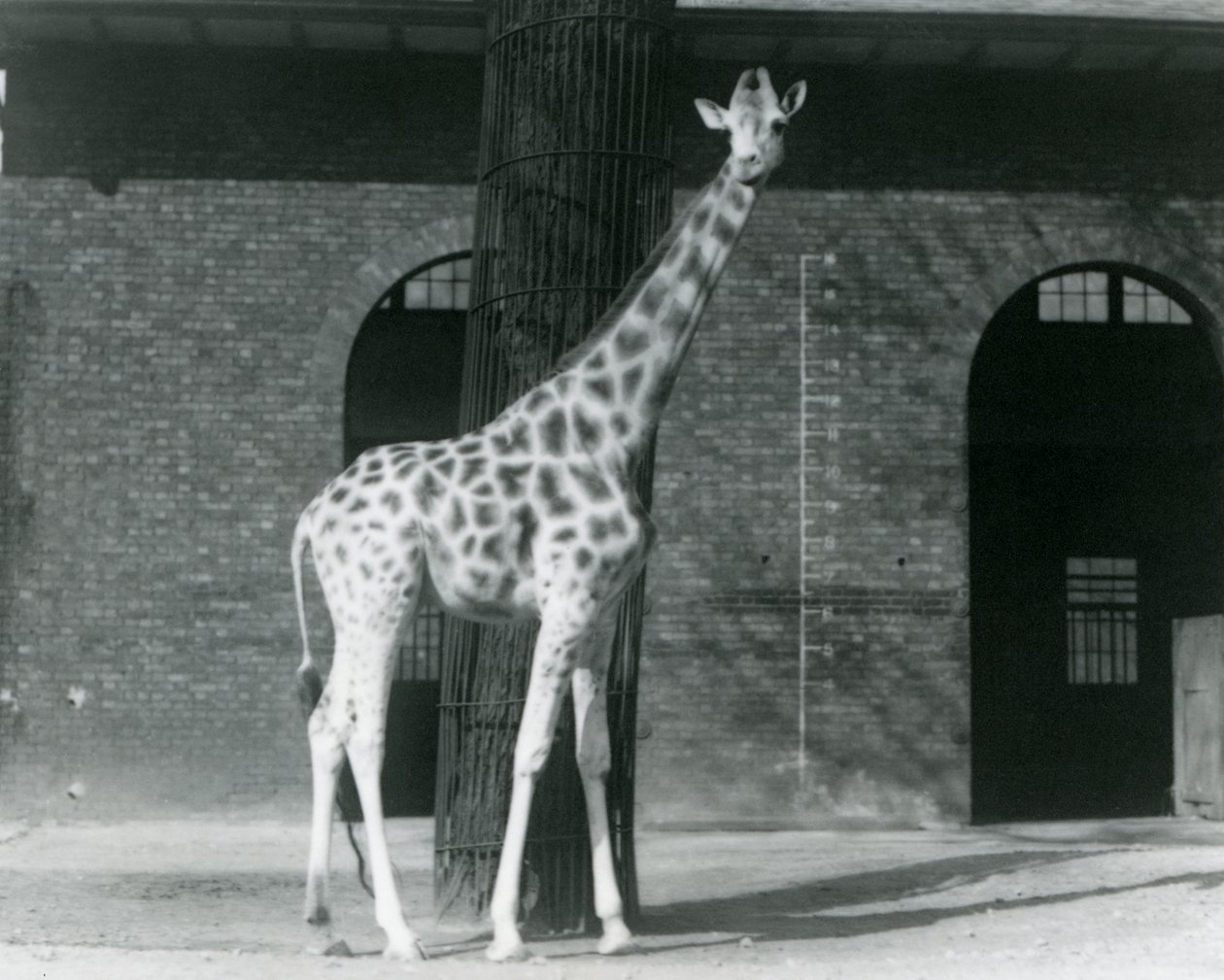 Female Giraffe, 