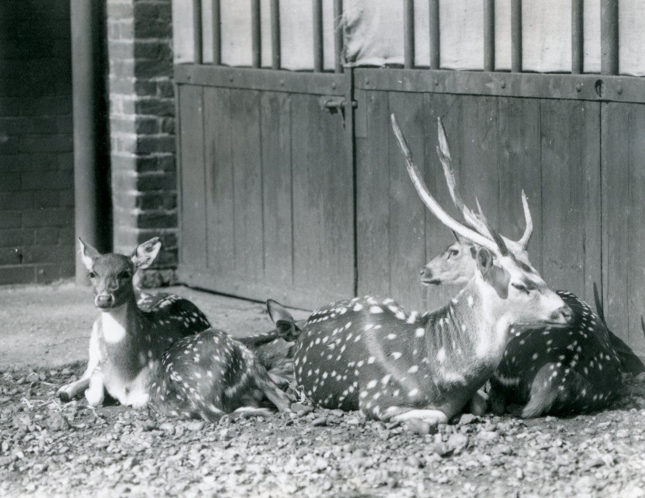 Four Axis Deer Including a Buck with Antlers at London Zoo in 1924 by Frederick William Bond