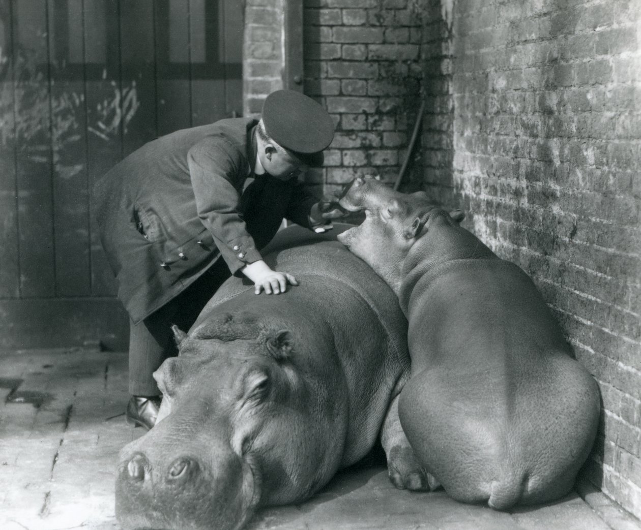 Hippopotamuses Joan and Jimmy at London Zoo in 1927 by Frederick William Bond
