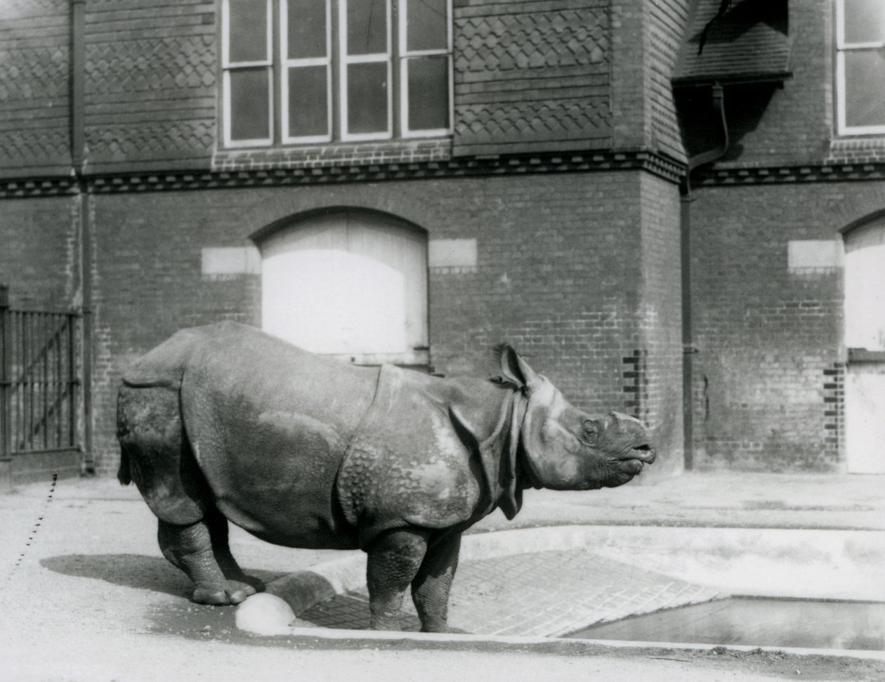 Indian Rhinoceros Felix Standing at the Edge of His Pool at London Zoo in 1927 by Frederick William Bond