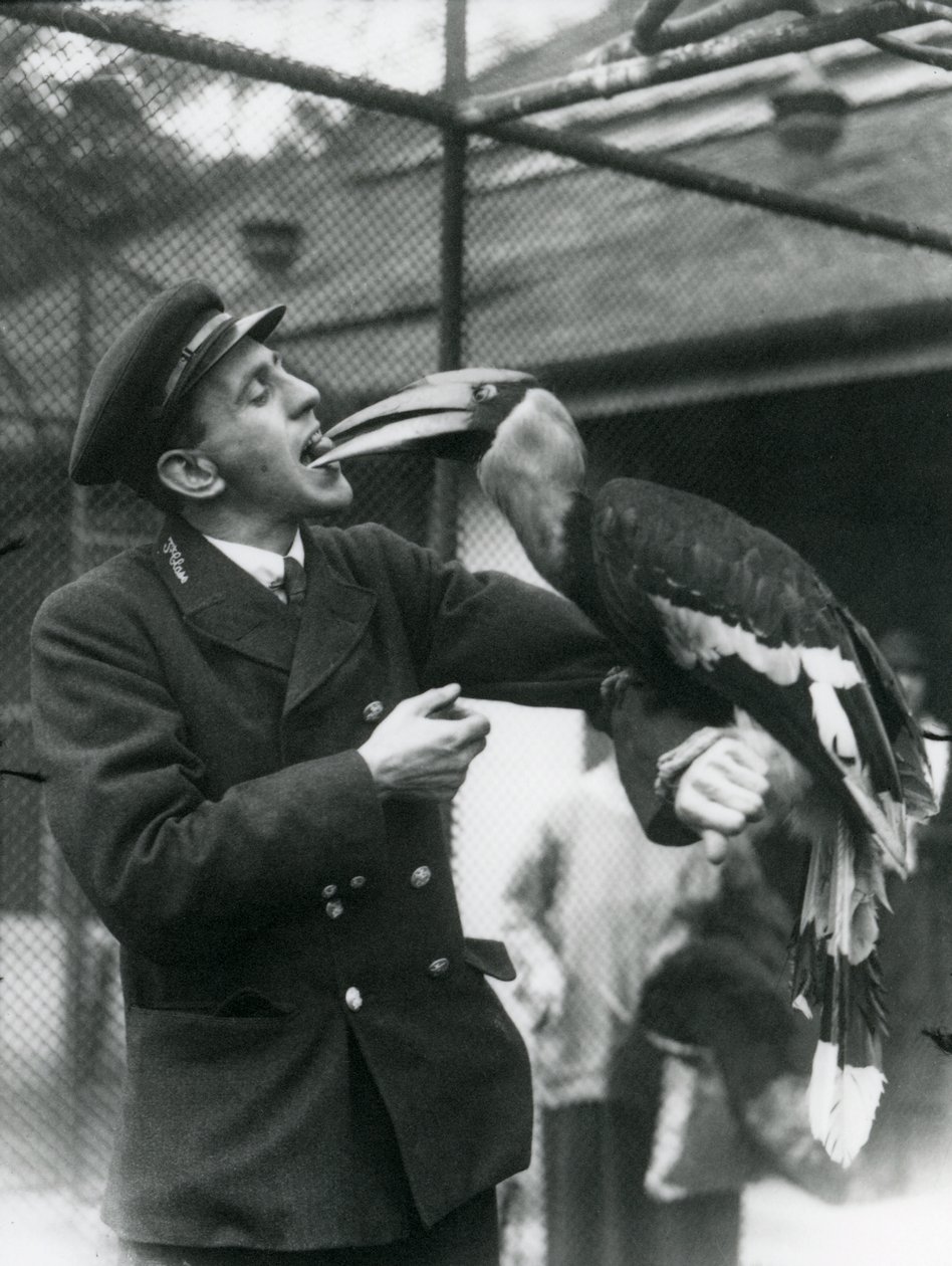 Keeper T. Raggett Feeding a Great Indian Hornbill with a Fruit Held in His Mouth, London Zoo 1924 by Frederick William Bond
