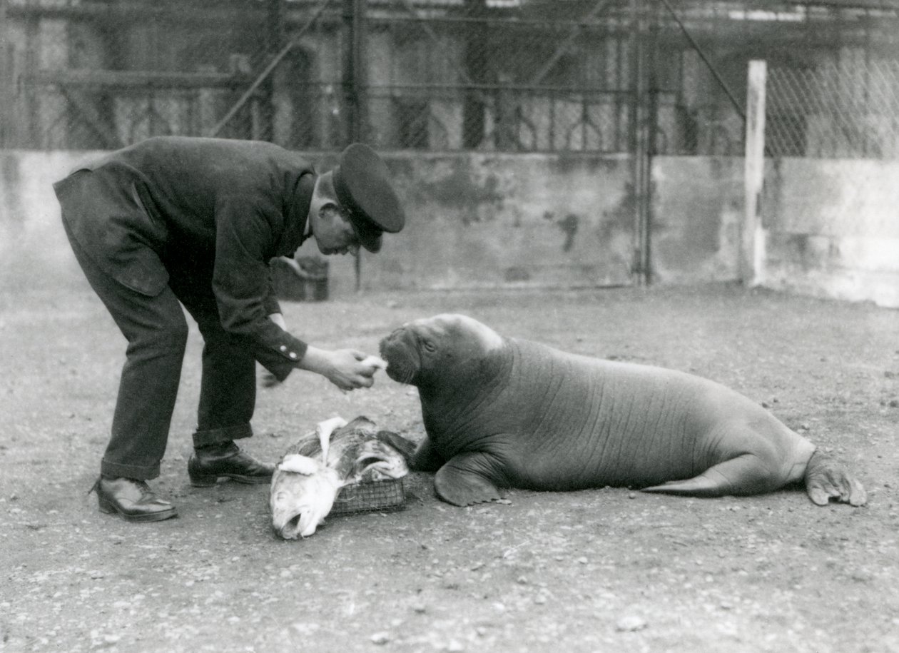 Keeper Arthur Chandler Feeding Fish to a Young Walrus, London Zoo, 1924 by Frederick William Bond