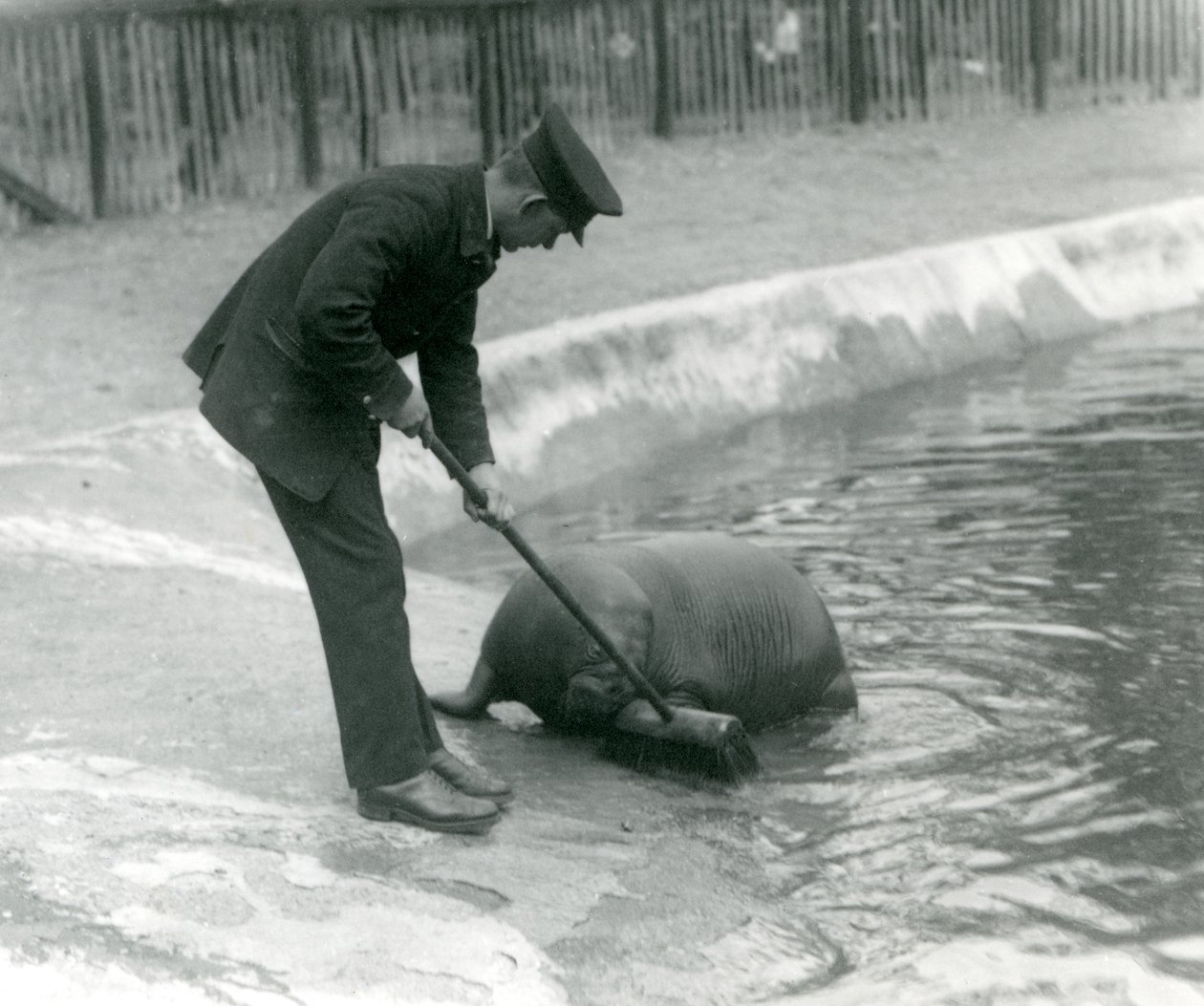 Keeper Arthur Chandler sweeping the Walrus pool, London Zoo, 1924 by Frederick William Bond