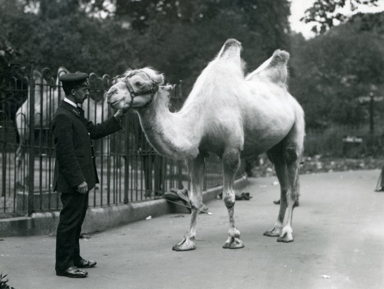 Keeper W. Styles with a Bactrian Camel at London Zoo by Frederick William Bond