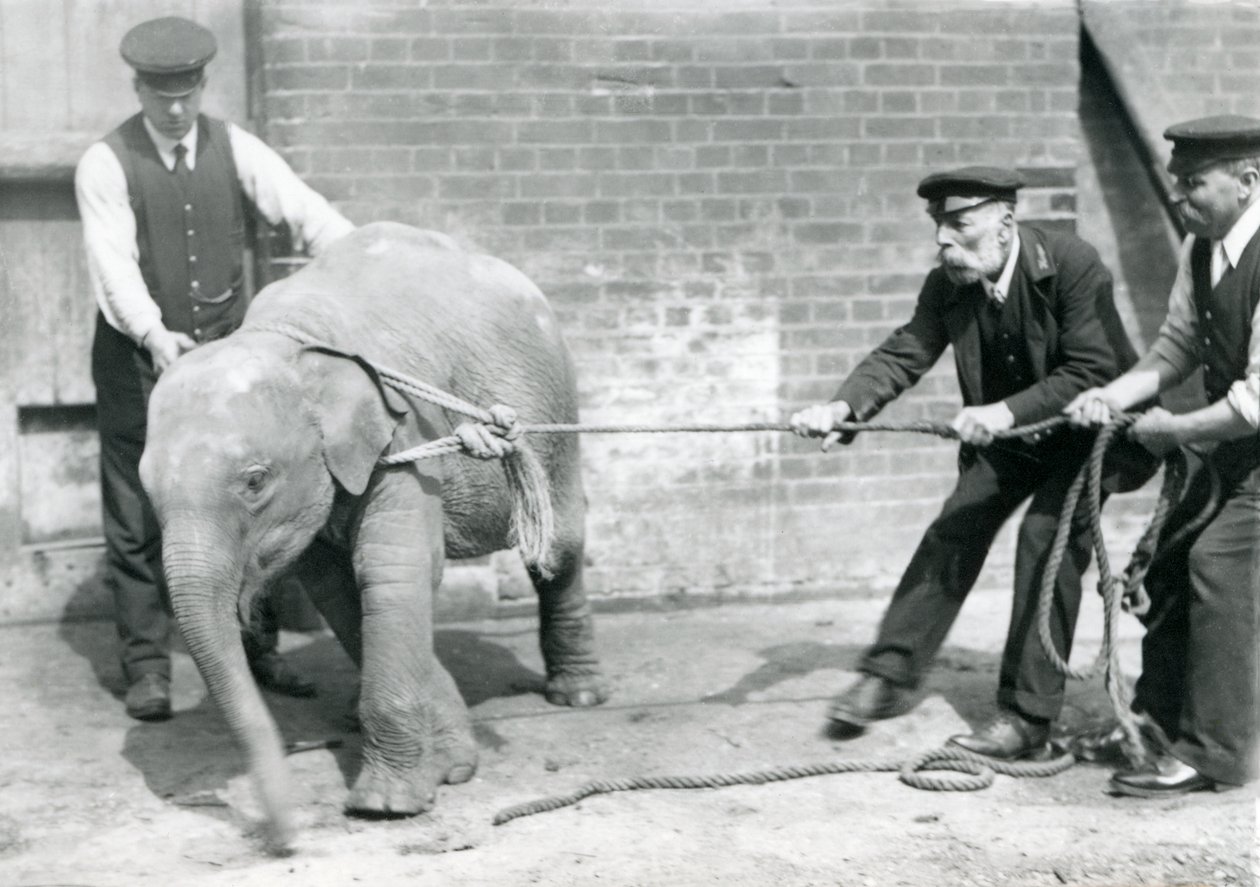Keepers A. Church, Charles Eyles and H. Robertson trying to lead a baby Asian Elephant on a rope, London Zoo, September 1919 by Frederick William Bond