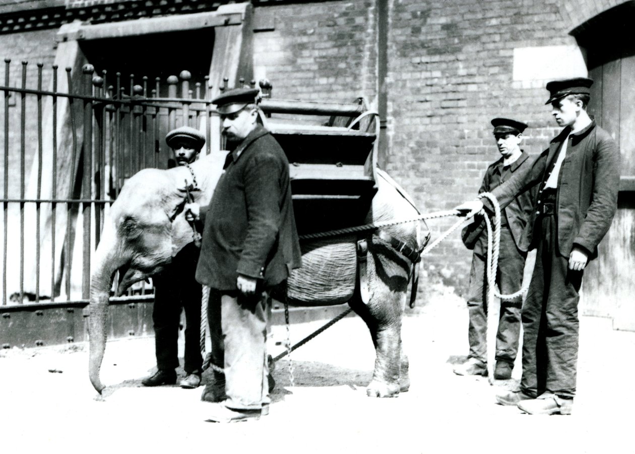 Keepers Jack Milbourne, H Robertson and Thomas train a young Asian Elephant, London Zoo, May 1922 by Frederick William Bond