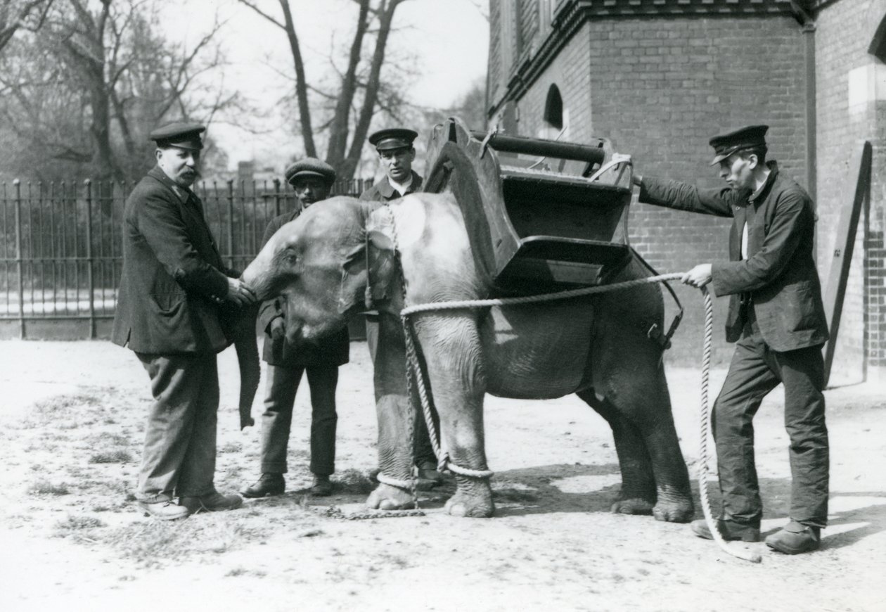 Keepers Jack Milbourne, H Robertson and Thomas train a young Asian Elephant, London Zoo, May 1922 by Frederick William Bond