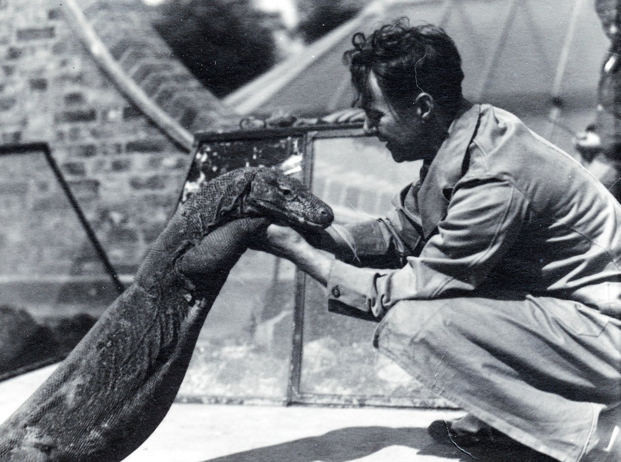 Komodo Dragon Sumbawa with Keeper H. Alec Budd, 1928 by Frederick William Bond