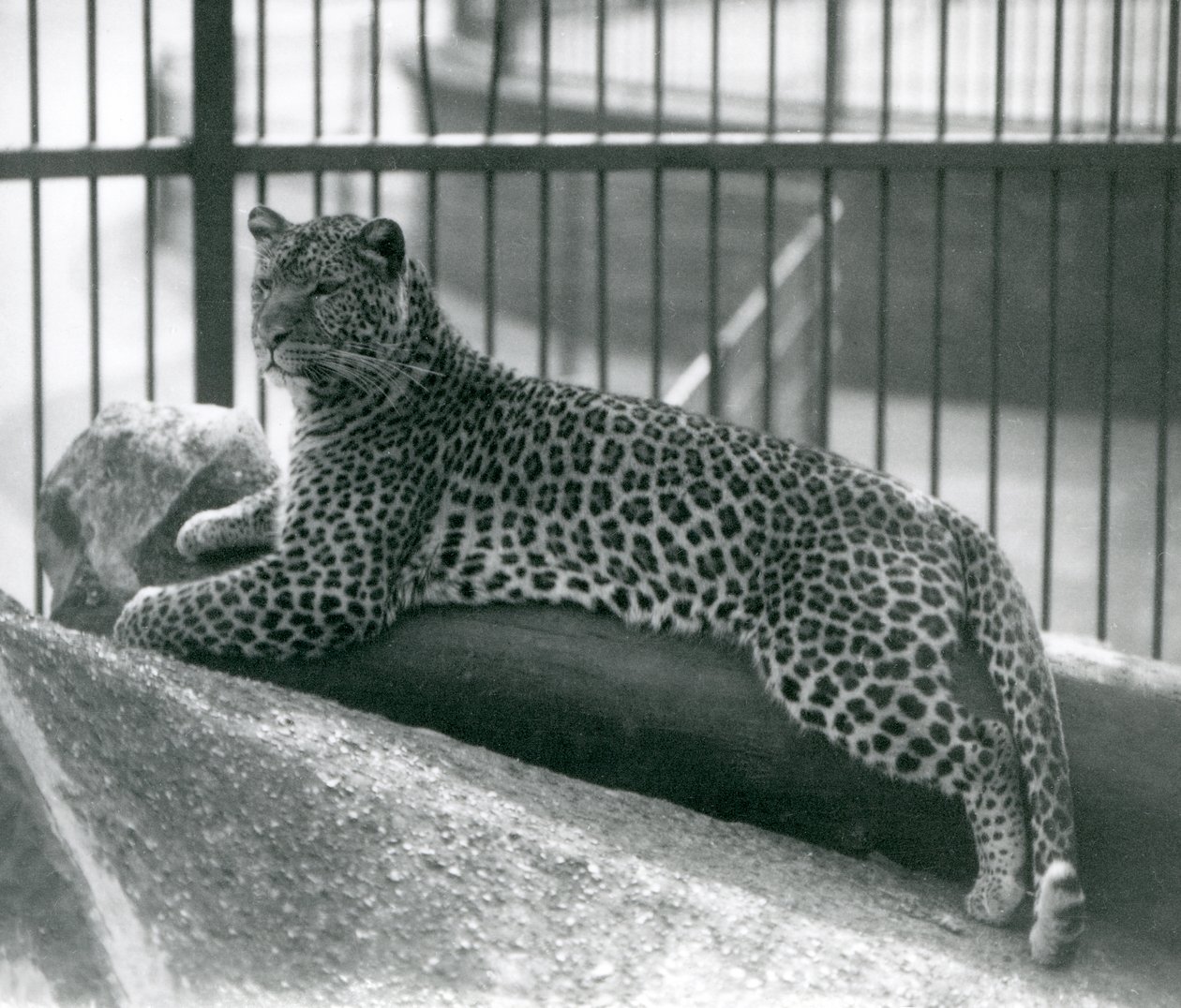Leopard Rex lying on a log in his enclosure at London Zoo in July 1925 by Frederick William Bond