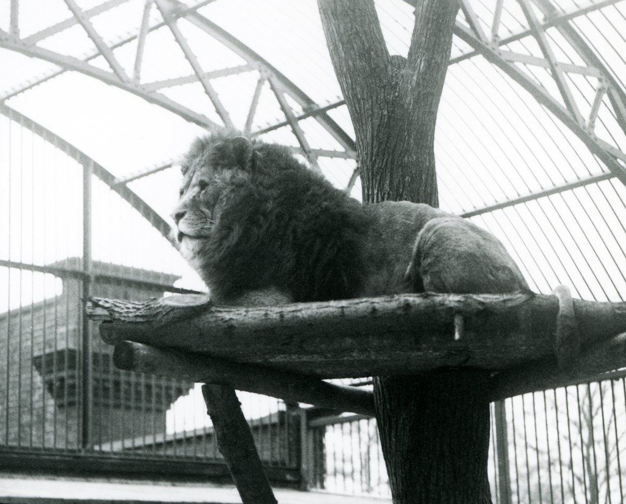 Male Lion, 