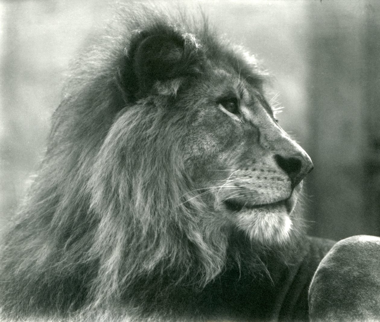 Male Lion Kuja at London Zoo in January 1925 by Frederick William Bond