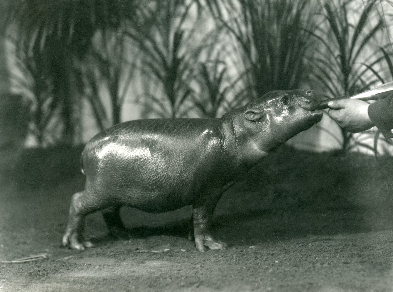 Percy, a Young Pygmy Hippopotamus Being Hand Fed at London Zoo, November 1923 by Frederick William Bond