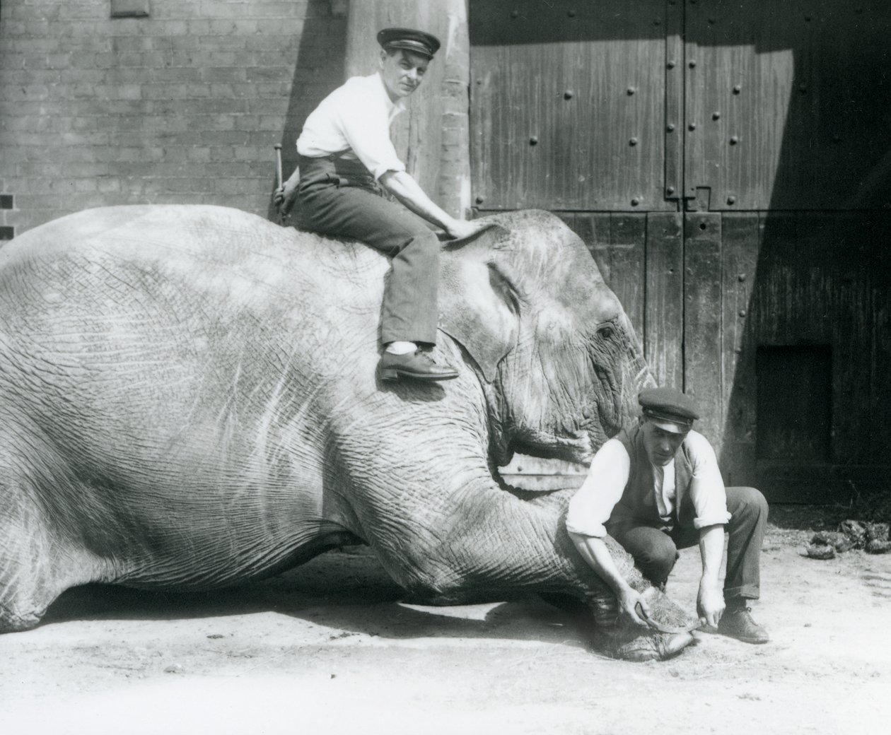 Sundermalah Having Her Front Foot Trimmed by One Keeper, with a File, as Another Sits on Her Back, London Zoo, August 1926 by Frederick William Bond