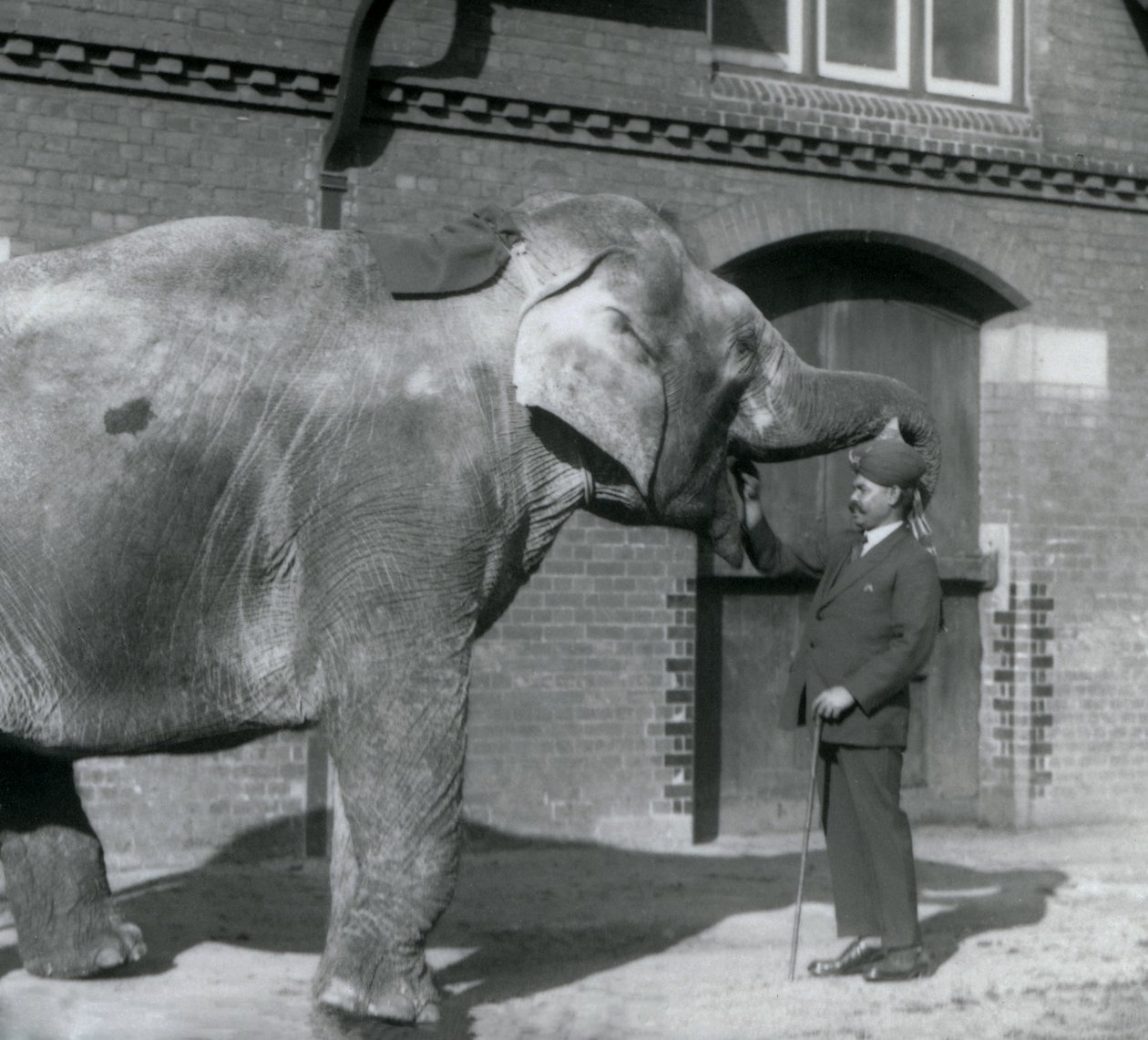 Syed Ali training Indiarani in front of the Elephant House, London Zoo ...