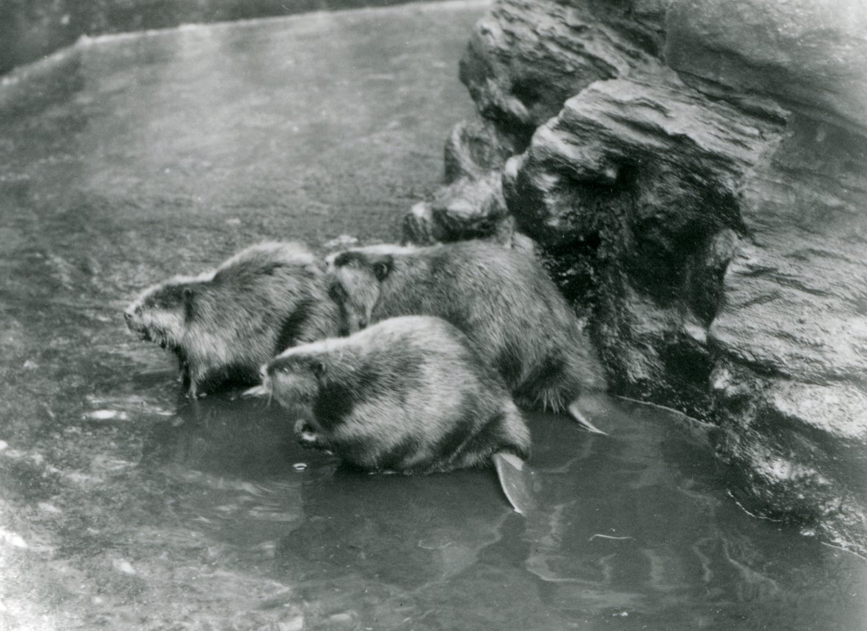 Three Beavers in Their Pool at London Zoo, 1920s by Frederick William Bond